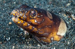 Napoleon snake eel_Ophychthys bonaparti by Mathieu Foulquié 